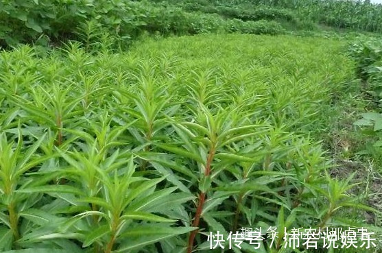 古蔺|这被苗族称为“神仙草”的它,别错过了,它对治疗肝炎可是有奇效