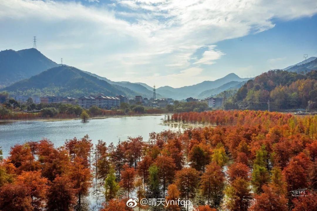 台州|12月的台州，最美不过红色杉林！