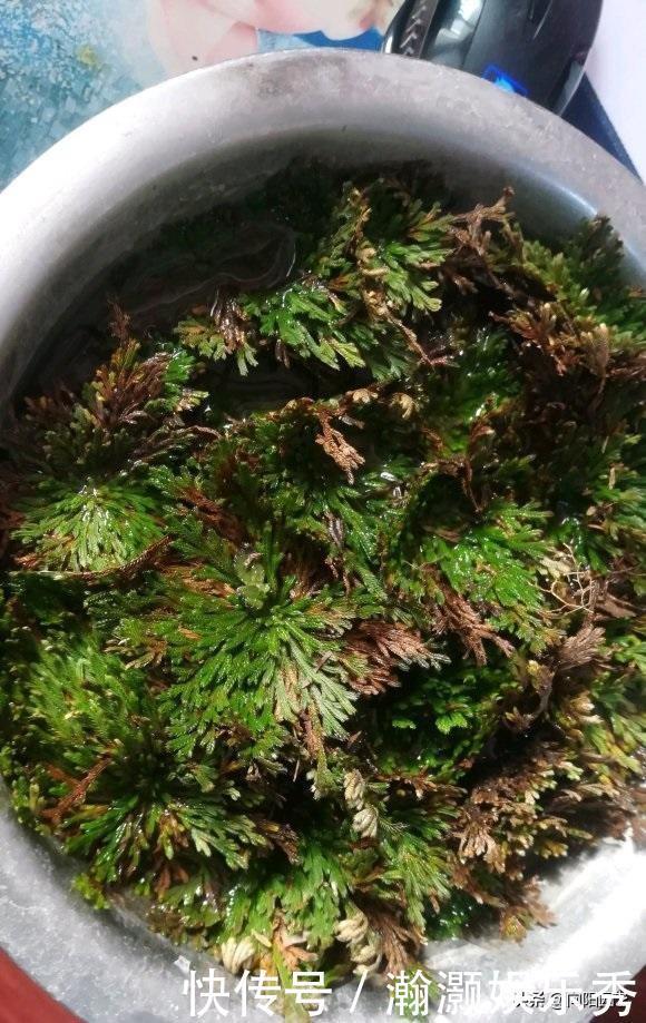 农村山上的“不死草”,生长在岩石上,很像杂草,殊不知很值钱