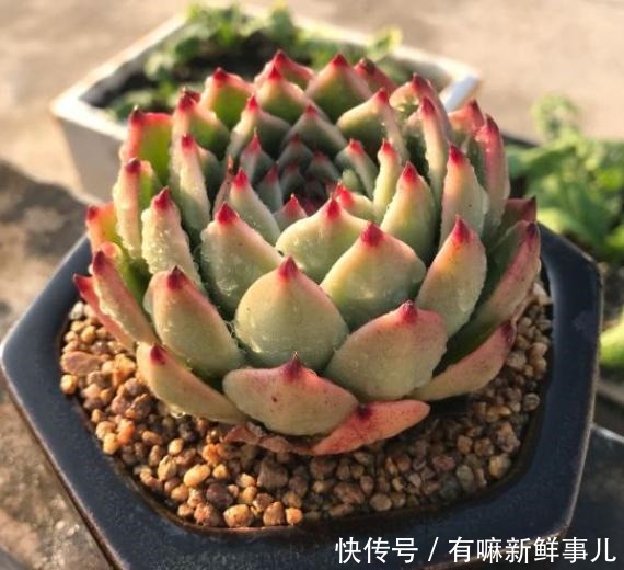 理清这些关系,或许你养的多肉不会徒长了!