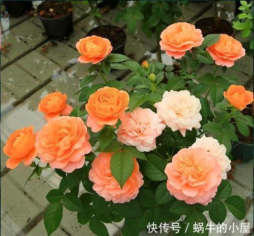 茂盛|家里养这2种花,越修剪越茂盛,枝条用来扦插,生根快!