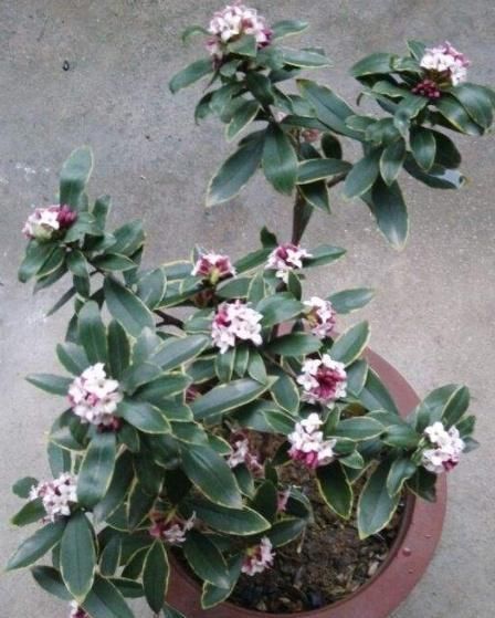 比“香水”还要好闻的这2种花,家里养一盆,满屋“香喷喷”