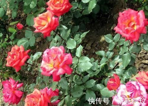 翻倍|想要月季开花多,做好1点是关键,迅速壮根,花量翻倍