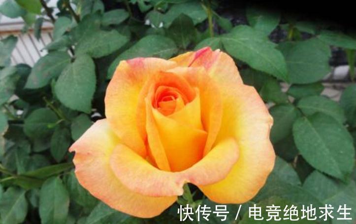 修剪月季有哪些好处，月季为什么需要修剪呢