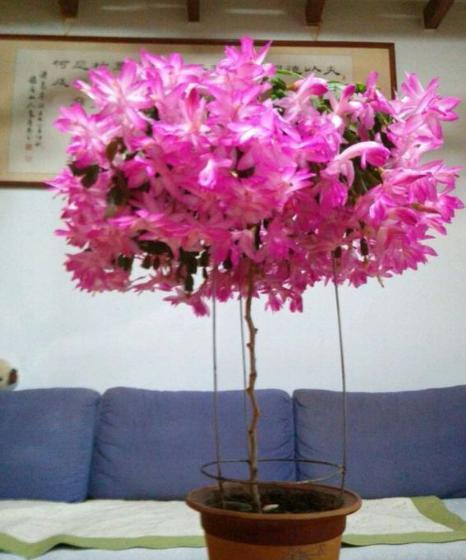 花树|蟹爪兰养不好,用此“神木”一嫁接,快速爆满芽,开成“花树”