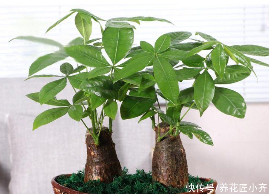 年前买养不活的3种花,现在买正合适,掌握换盆技巧,好养又省钱