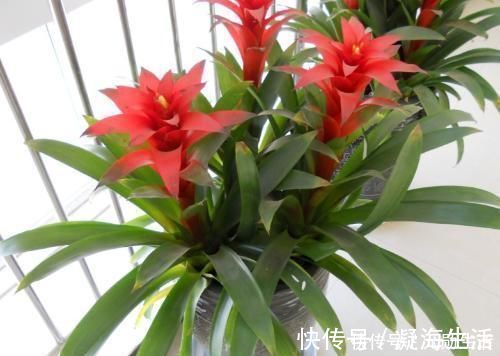 孔雀竹芋|家里不够向阳,想养花怕养不好,那这几种花值得入手
