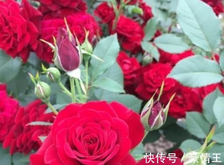 几种花适合春天养,花期长花量大,一盆千百朵,枝头花苞满