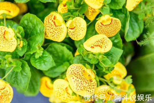 适合家养的5种花卉，花朵硕大如牡丹，花期长如月季，懒人首选