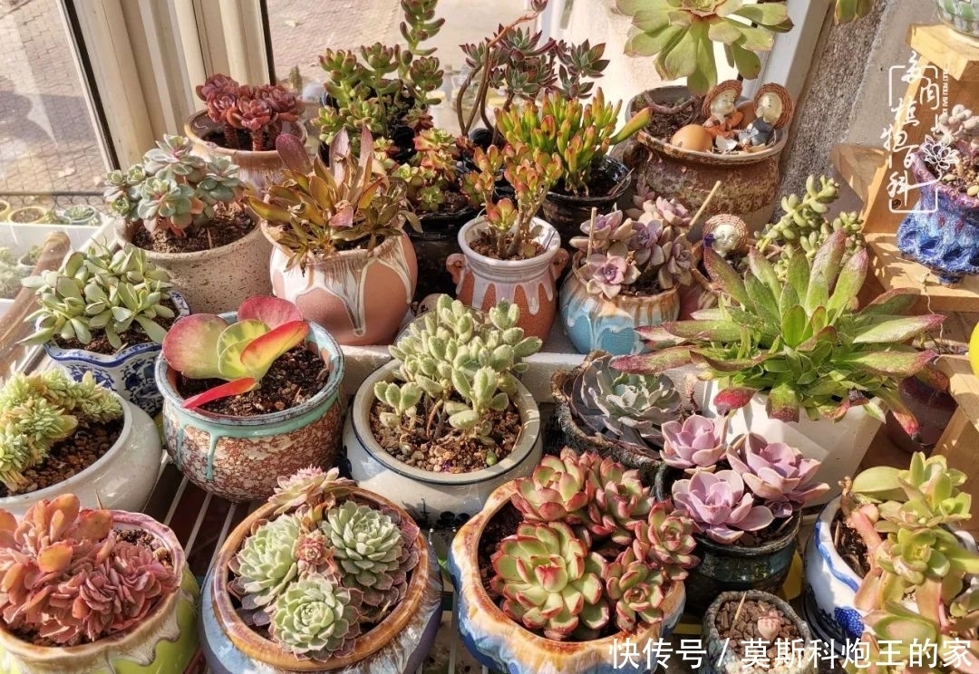 回顾令人难忘的2020年!2021,我定不负美肉不负众望!