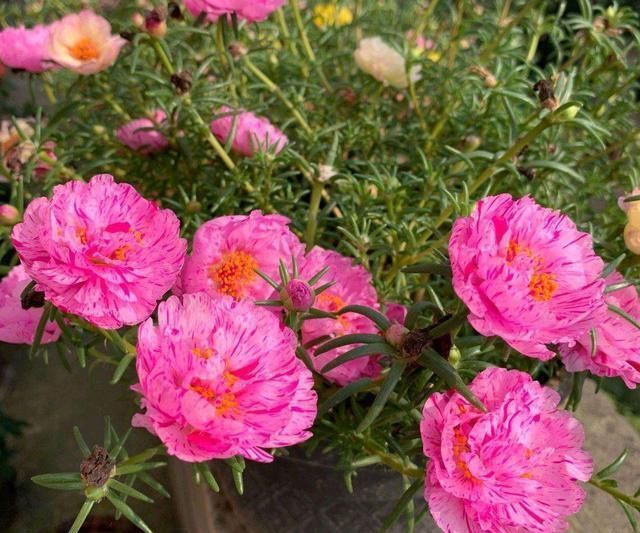 5种花开完后，剪下的枝条不要扔，活性高适合扦插，一插一大盆