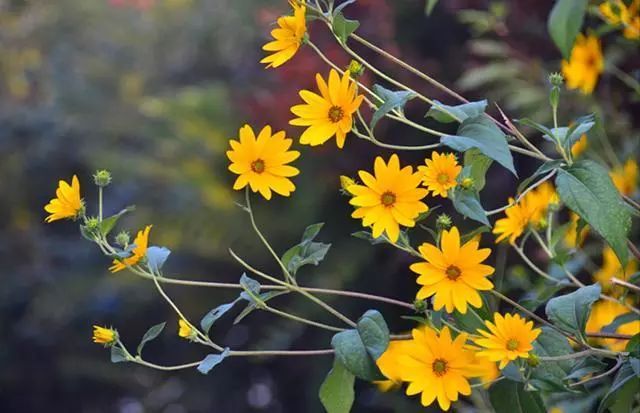 我们看菊花去答案