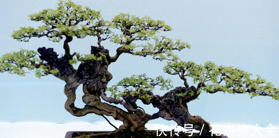 青苔|丛林式盆景分为树桩盆景和水旱盆景两大类,配以石头人物小摆件