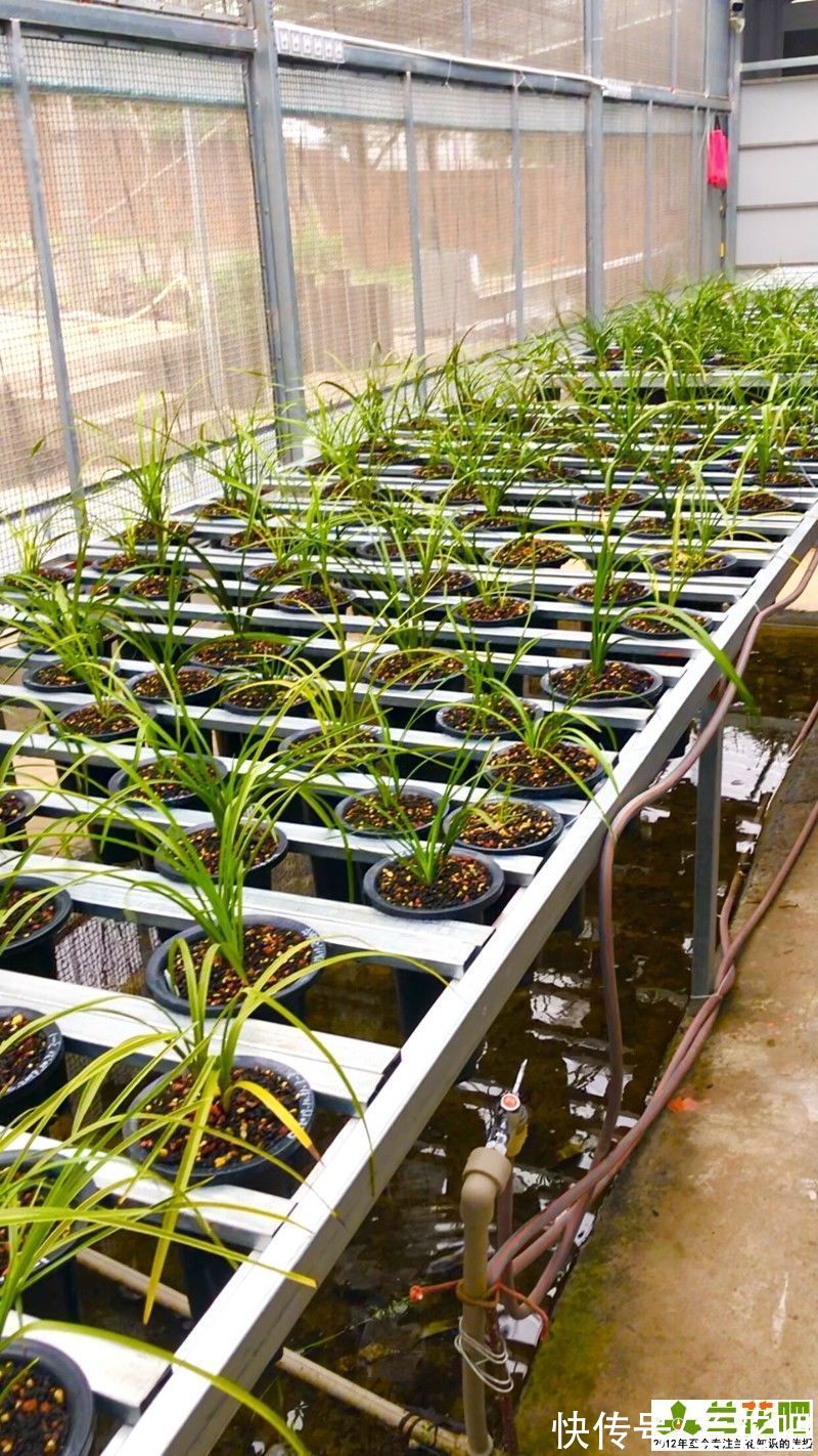 养兰一点通|学不会的兰花浇水，养到难处方知兰，山终究还是山