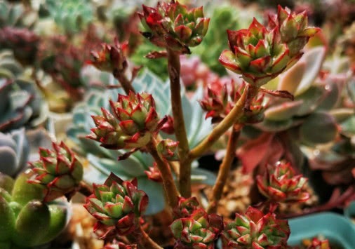 多肉酥皮鸭怎么养教你3个盆栽小妙招,养出小清新的酥皮鸭