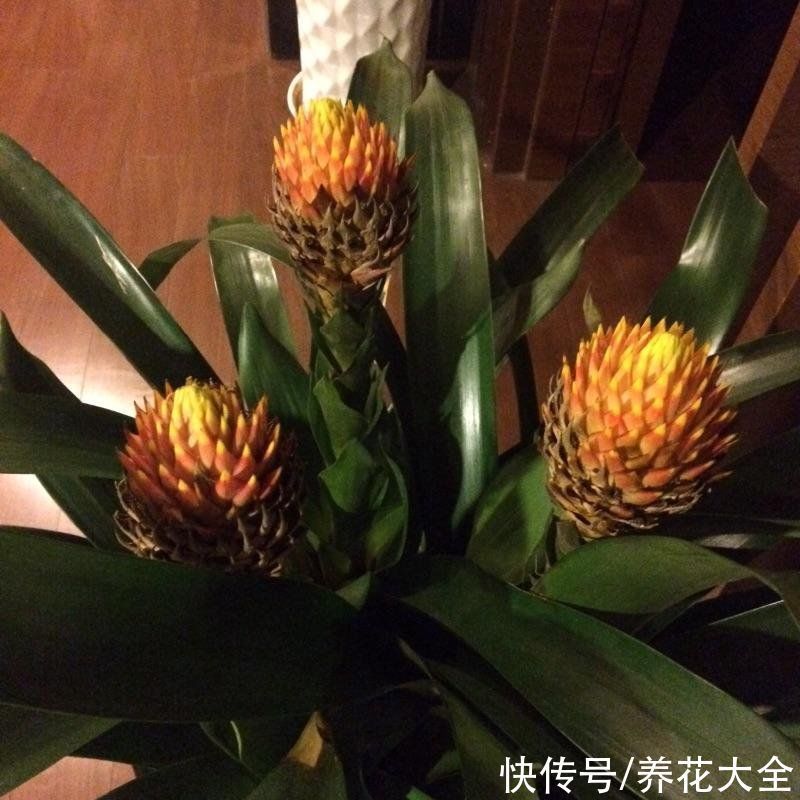 花卉|15种“阴性”花,家里没光适合养,光太强反而长不好