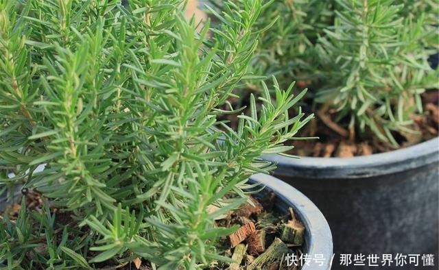 若不差这点钱,家里应养上5种花,清香静心,提升新年幸福感