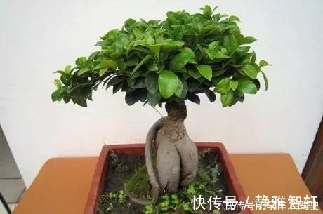 人参榕|人参榕盆景美观大气、上档次,注意4方面,养出千奇百怪的造型!