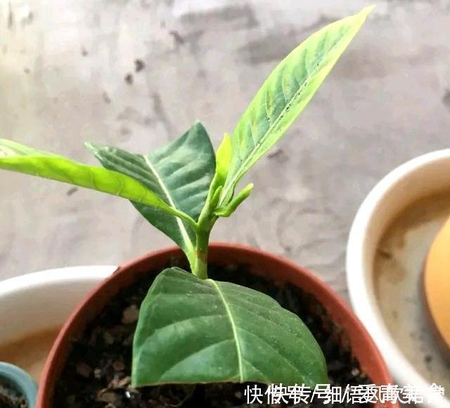 栀子花|阳台养此3种花太合适，不但漂亮，繁殖还容易，一年就成养花大户