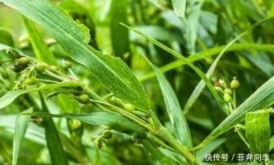 珠子|这种米营养价值非常高,祛湿效果明显,还能防癌!种植前景广阔!