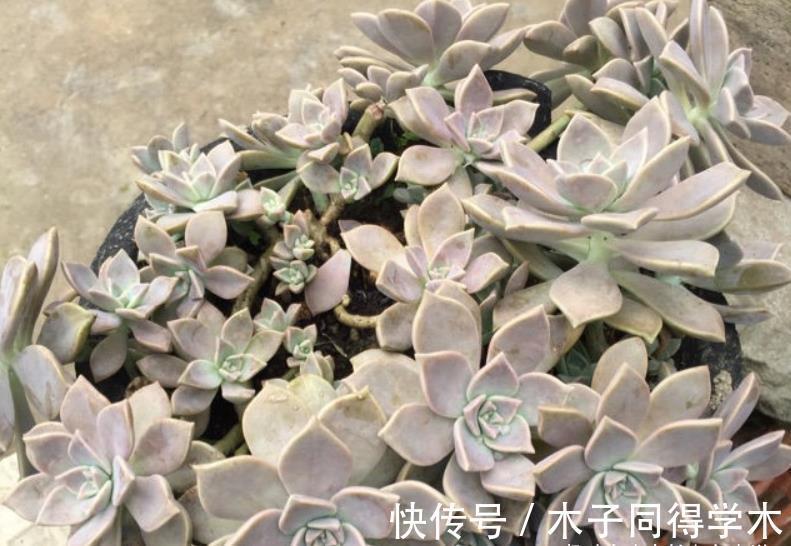 养护|胧月这样皮实的多肉还怕水浇多了?别担心,稍微处理一下就好啦
