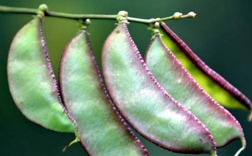 风寒感冒|想长寿得会吃，下列食物要多吃，排毒养颜，清理体内毒素