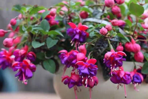 它是“开花机器”,盆盆满头花苞,3月开到12月,年年开花