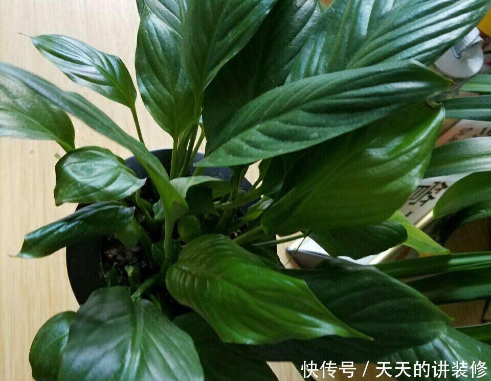 白鹤芋|一帆风顺叶子发蔫了,简单3个小技巧,叶片绿油油,花朵开不停