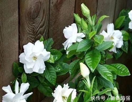 大爷|大爷种栀子花，从不施肥，一些“垃圾”全扔盆里，最后花开十几朵