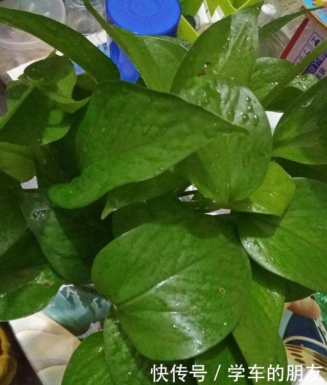 4种花爱喝啤酒,半个月给它喂1盅,越喝叶子越绿!