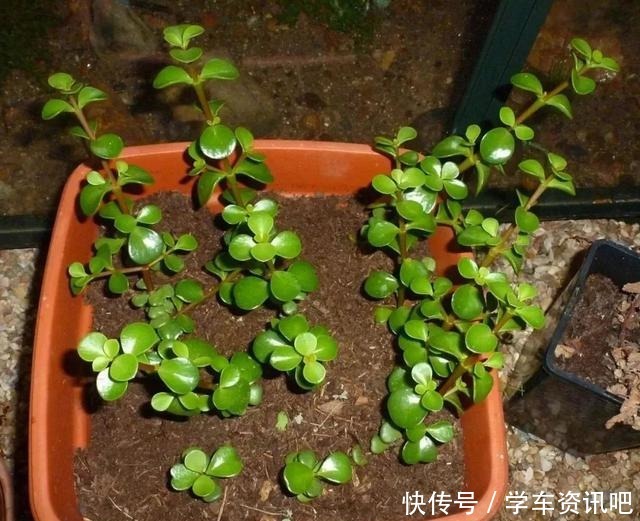 通过修剪和蟠扎,将金枝玉叶养成盆景,这几个基本的技巧要学好了!