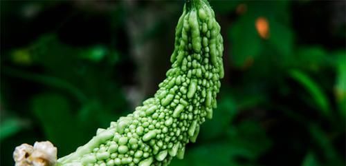 糖尿病“福音”，别嫌它丑，是“天然胰岛素”，常吃血糖稳易长寿