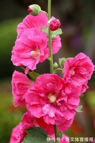 养护|此花长势茂盛,用途广泛,花色艳丽,适合庭院养护