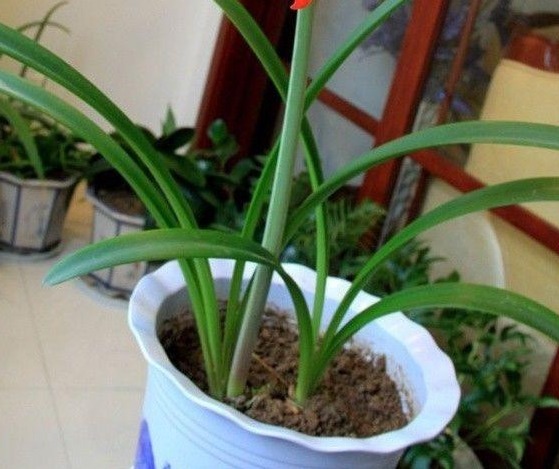 朱顶红光长叶子不开花,做好6点,轻松开爆盆!