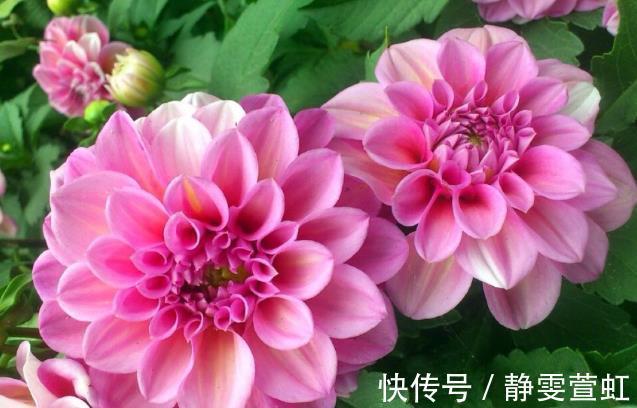 新手养护花卉,就养花朵大如盘,艳丽似牡丹、玫瑰的花卉,美极了