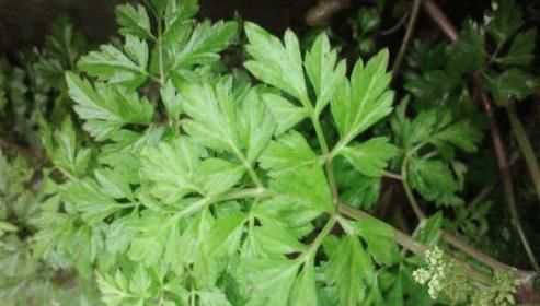 农村墙角的一些野菜，有抗菌、解热、消炎、明目等作用