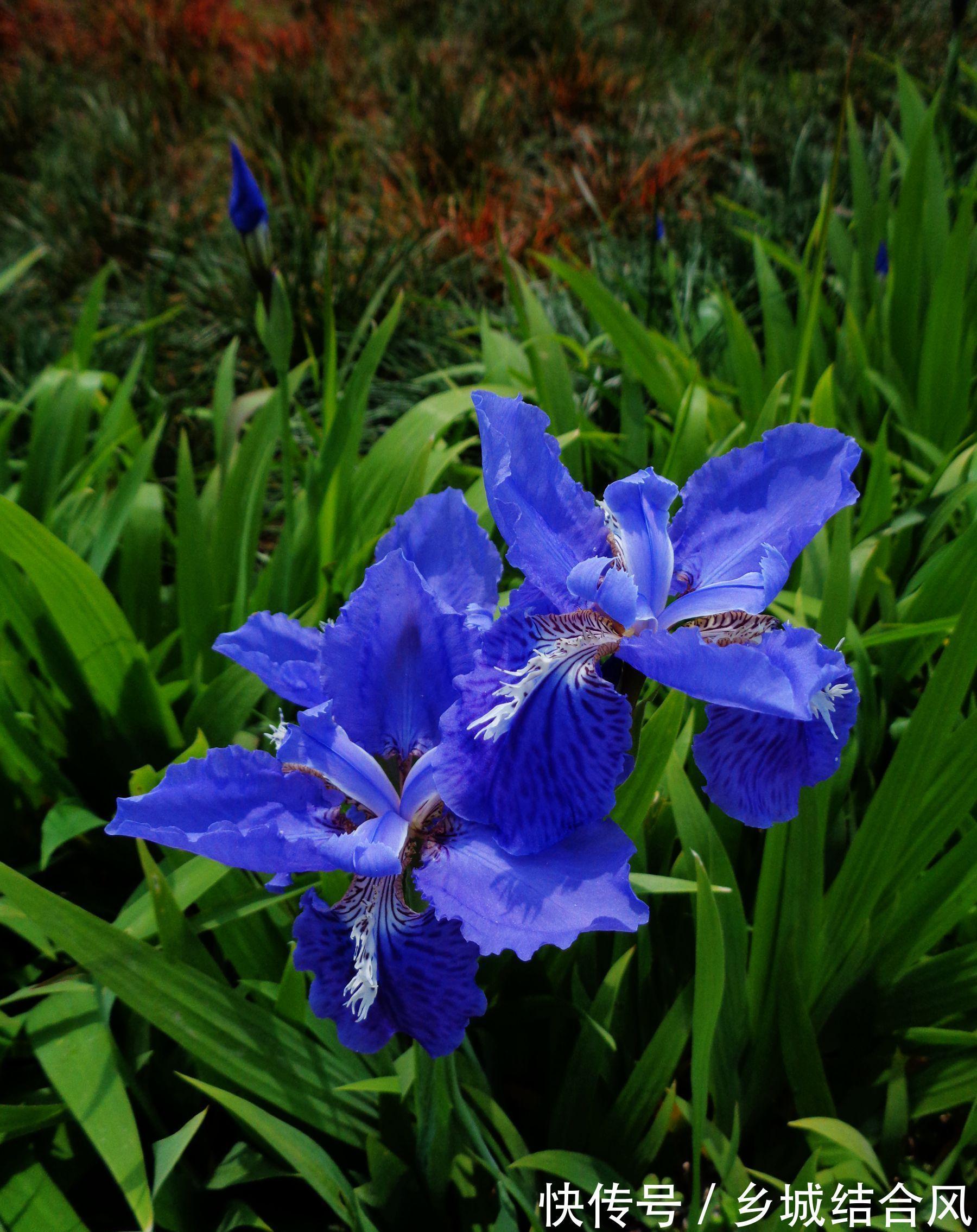养花试试这几款,是稀有的园林观赏植物和阳台盆栽植物