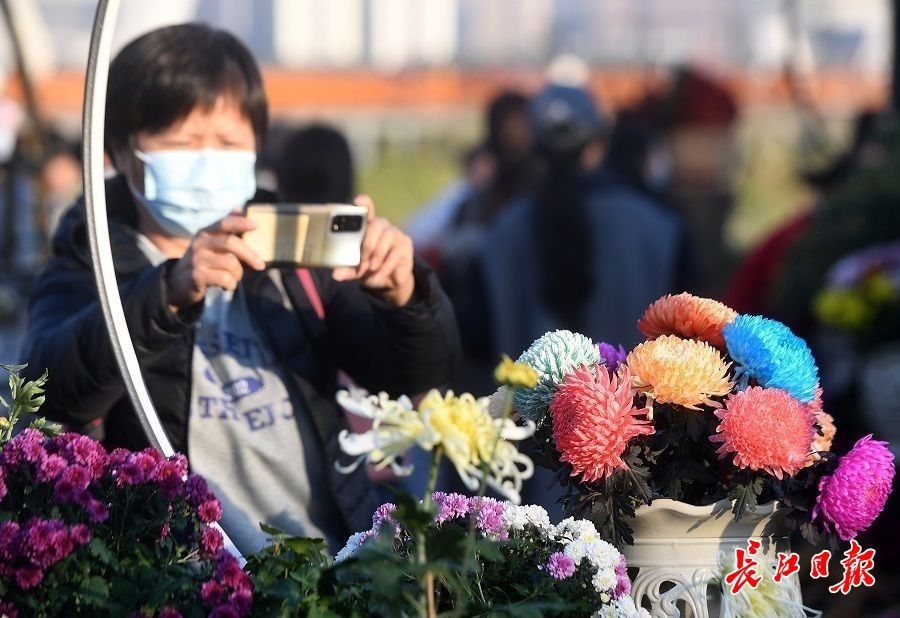 花飞蝶舞|菊展，武汉人的秋季限定风景，只有7天了！