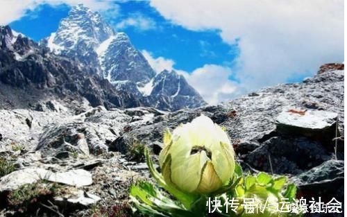 桫椤树|游山玩水碰上这4种花树，离远点不能挖，它们很珍贵
