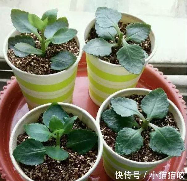 2种花,一根枝条插盆里就活,开花漂亮又好养,家家必备