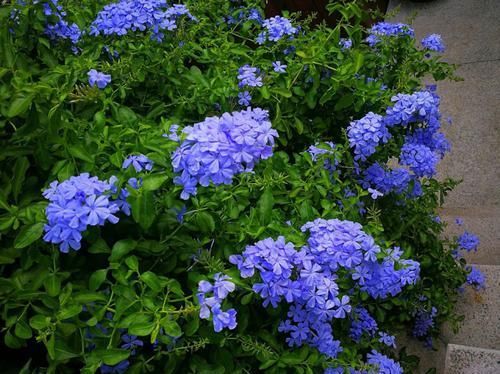  雪花|养护几个月的蓝雪花盆栽看到花苞了就是还不开花怎么回事