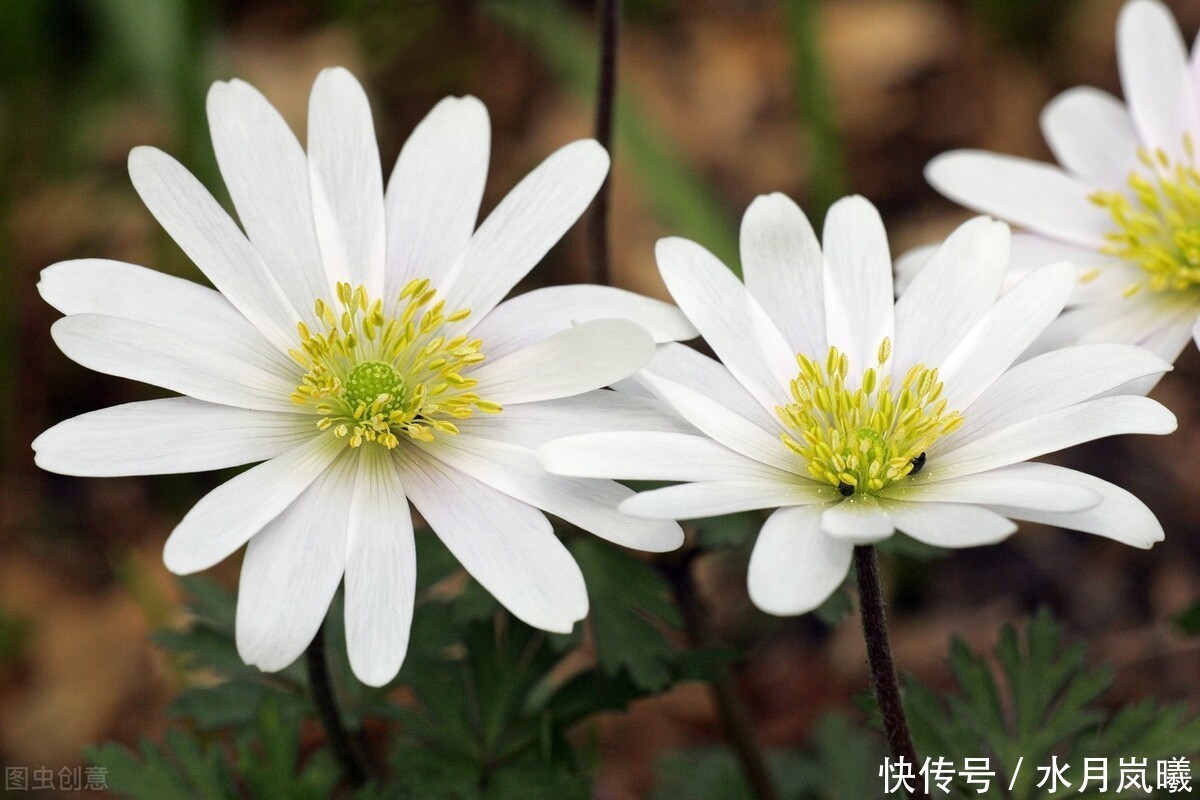  雨落|懂你眉间心上慈悲，许你花开未凉，雨落倾城