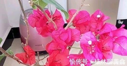 叶肥大|婆婆只养“2种”花，窗台变成“花海”，冬天“开花”上百朵！