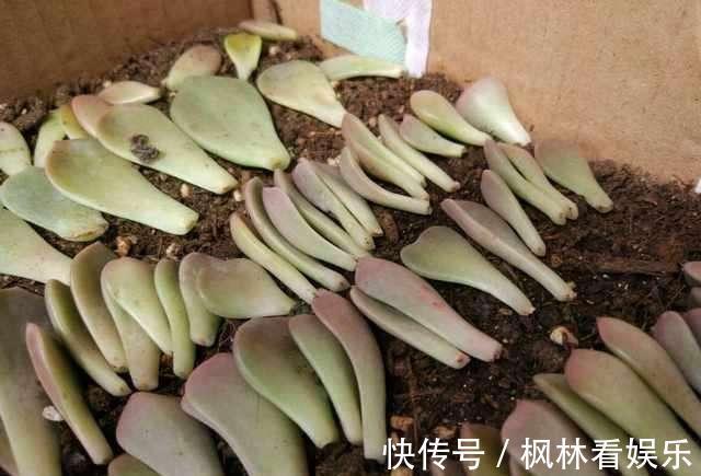 早知道多肉“叶插”是这样,我也不至于都养死,花了太多冤枉钱
