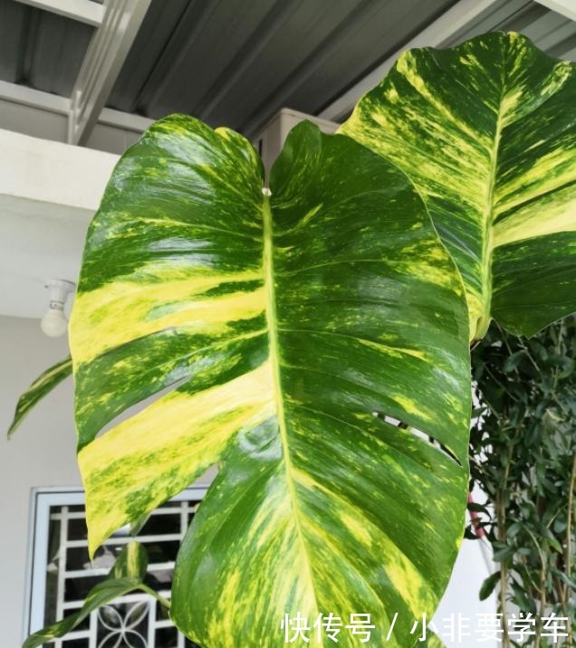 绿萝养久了,居然变成了龟背竹,还开背了!