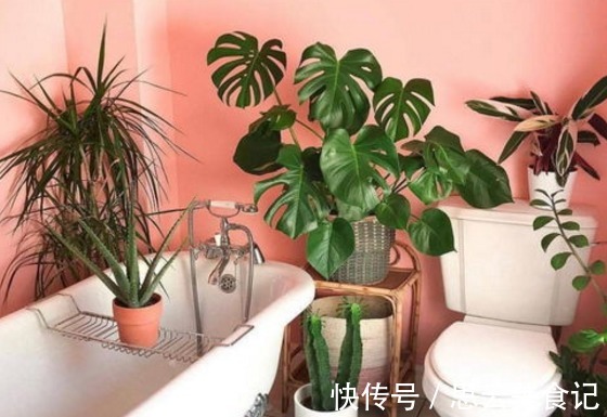 卫生间|卫生间养花，首选这4种耐阴不怕潮的植物，长势好、空气更清新