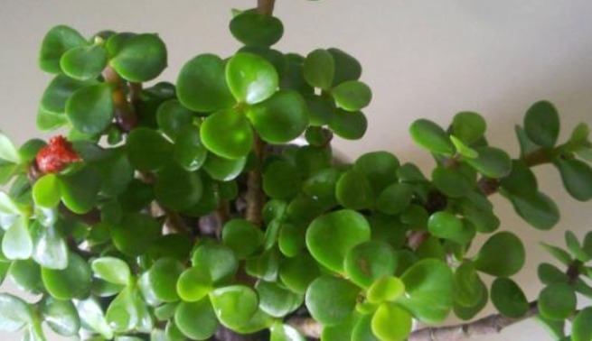 大多人都喜欢养“一种绿植”，枝干木质化速度快，盆景越养越值钱