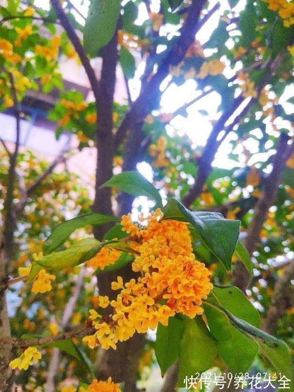 “家有罗汉松，世代不受穷”，家里有庭院，就种这4种“吉祥树”