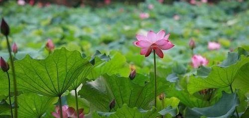 体内湿气|身体2个部位越大,体内湿气越重!祛湿排寒毒:远离3物,坚持4事