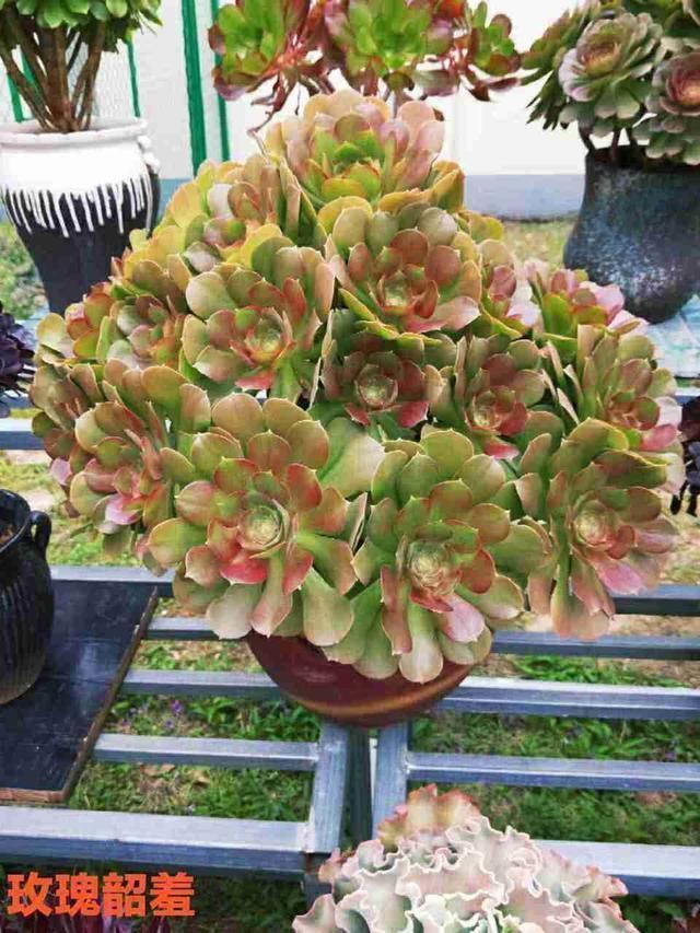 春天养法师,就因为“换了地方”,3天就变色,太漂亮了